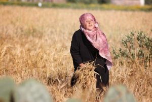 €154,000 in EU Support for West Bank Farmers and Agro