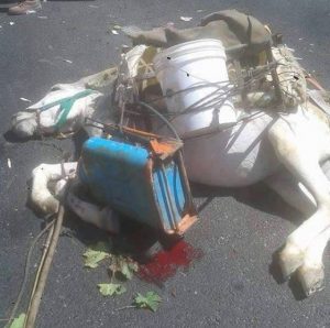 injured_donkey