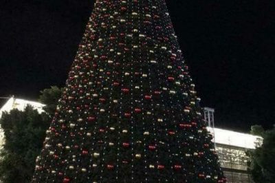 Bethlehem tree ( image from @naglaSalahEldin/Twitter)