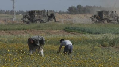 Farmers near the border in Gaza. (Shourideh C. Molavi and Ain Media Gaza)