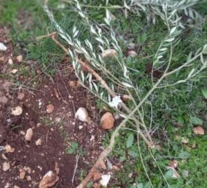 Israeli Colonizers Uproot 45 Olive Sapling Near Salfit