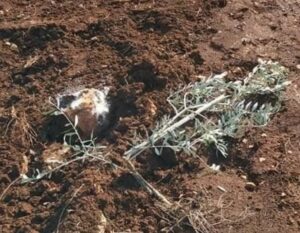 Army Demolishes Room, Uproots Seedlings, In Bethlehem