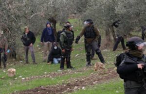 Israeli Colonizers Spray Toxins On Palestinian Lands Near Hebron
