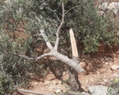 Les colonisateurs israéliens ont coupé des centaines d’oliviers, de grappins et d’amandiers près d’Hébron |