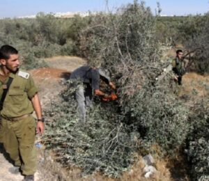 Israeli Colonizers Uproot Many Trees Near Hebron