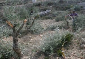 Israeli Colonizers Attack Homes, Cut Olive Trees In Bethlehem, Nablus