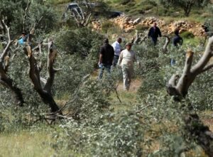 Army Uproots Dozens Of Olive Trees Near Bethlehem