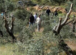 Israeli Colonizers Uproot Dozens Of Saplings, Trees, In Salfit