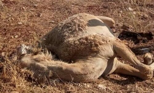 Colonizers Kill a Camel, Steal Livestock, Near Tulkarem, Attack UNRWA Headquarters in Jerusalem – International Middle East Media Center