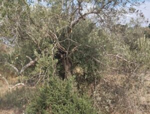 Israeli Colonizers Cut Dozens Of Olive Trees In Tulkarem