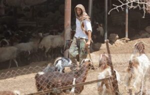 Israeli Colonizers Streel Sheep Near Jericho