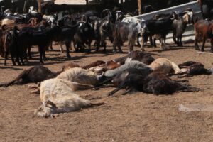 Colonizers Poison Livestock Near Jericho, Uproot Trees Near Jenin