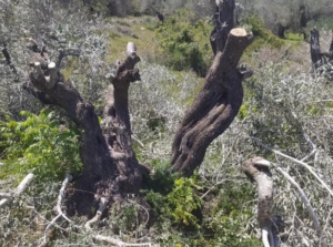 Israeli Colonizers Cut Olive Trees In Nablus