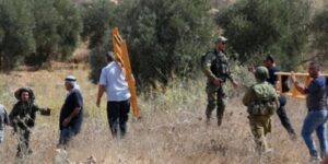 Escalating Attacks On Olive Harvesters, Orchards, In West Bank