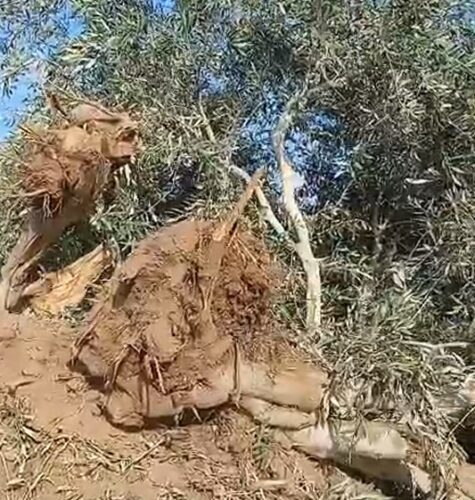 Israeli forces uproot dozens of olive trees near Jenin